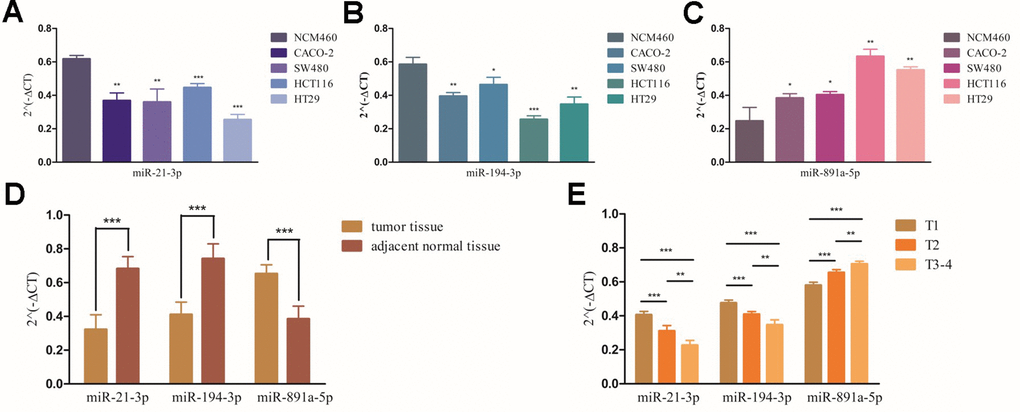 The expression levels of miR-21-3p, miR-194-3p and miR-891a-5p in patients with CCa and its correlation with T-stages. The results of RT-qPCR of miR-21-3p’ (A), miR-194-3p’ (B) and miR-891a-5p’ (C) expression levels in colonic cancer cell lines. ***, ** and * represent the remarkable difference compared with NCM460 (PPPD). *** Represent the significant difference compared with adjacent tissues (PE). ***, ** and * represent the significant difference between groups (PPP