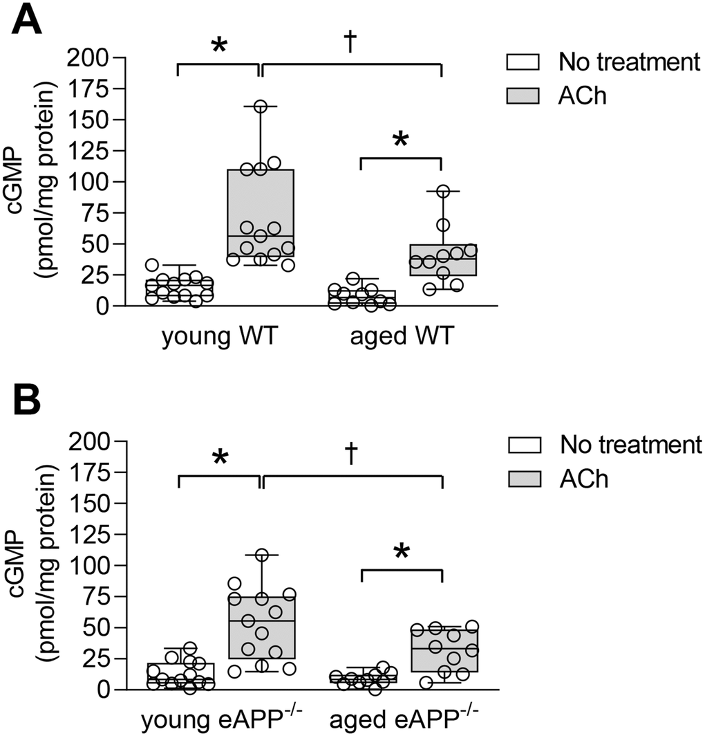 Quantitative analysis of cGMP in aortas from young and aged wild-type (WT) littermates aortas (A) and eAPP−/− mice aortas (B) under basal and ACh (10 μM) stimulated conditions. All results were normalized against tissue protein levels and are representing box plots with whiskers showing the median, 25th to 75th percentiles, and min-max range (n=13 per group for young WT littermates and eAPP−/− mice and n=10 per group for aged WT littermates and eAPP−/− mice). * P