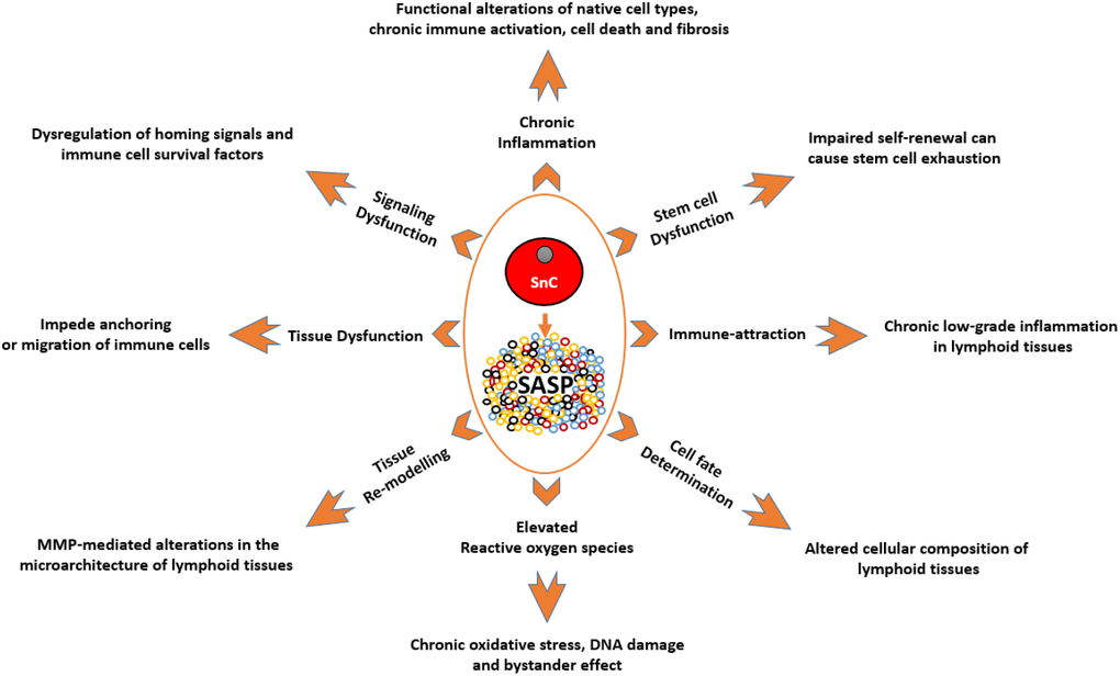 A depiction of the known effects of SnCs and SASP on different cell types and tissues, and how they are relevant to the immune system. SnCs possess altered morphology and surface markers and usually fail to perform the tasks of their non-senescence counterparts. This makes them the dysfunctional units of a tissue which can impede normal functions such as, immune cell priming and transmigration. MMPs produced by SnCs can modify the surrounding matrix and alter the microarchitecture of the lymphoid organs. As these organs are precisely organized into zones with specialized functions, such micro-architectural alterations can lead to dysfunction. SASP produced by SnCs can act as a chemoattractant to immune cells which can lead to unresolved chronic inflammation in tissues. SASP by itself can be inflammatory which can adversely impact neighboring cells. This chronic unresolved inflammation can lead to pathological conditions like fibrosis and neoplasia. SASP-mediated signaling and ROS-mediated oxidative stress can impair clonogenicity and functionality of HSCs, immune cells and other supporting cells of the immune system. SnCs and SASP can alter the expression profile of supporting cells leading to the dysregulation of homing signals required for proper localization of immune cells, and survival factors required for the endurance of certain immune cells. SnCs, by means of SASP, can influence the cell fate of differentiating cells and in some cases, cause the accumulation of adipocytes in the lymphoid organs. Abbreviations: SnC: Senescent cell; SASP: Senescence associated secretory phenotype; MMPs: Matrix metalloproteases; ROS: Reactive Oxygen Species; HSC: Hematopoietic stem cell.