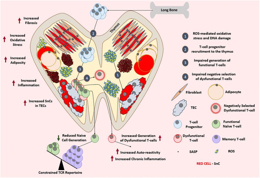 Aged thymus is dysfunctional. With advancing age, thymus loses its cellularity while accumulating adipocytes and fibroblasts. Aged thymus develops an inflammatory environment with high levels of oxidative stress. This is evident by the accumulation of senescent TECs with elevated markers of DNA damage and oxidative stress. Despite the adequate recruitment of T-cell progenitors, aged thymus generates inadequate number of naïve T-cells which leads to the age-associated depletion of TCR repertoire and ultimately a change in the immune cell landscape. Due to the impaired negative selection of dysfunctional T-cells, the aged thymus shows an increase in the output of dysfunctional and autoreactive T-cells leading to the establishment of low-grade chronic inflammation. Abbreviations: SnC: Senescent cell; SASP: Senescence associated secretory phenotype; ROS: Reactive Oxygen Species; TEC: Thymic epithelial cell; TCR: T-cell receptor.