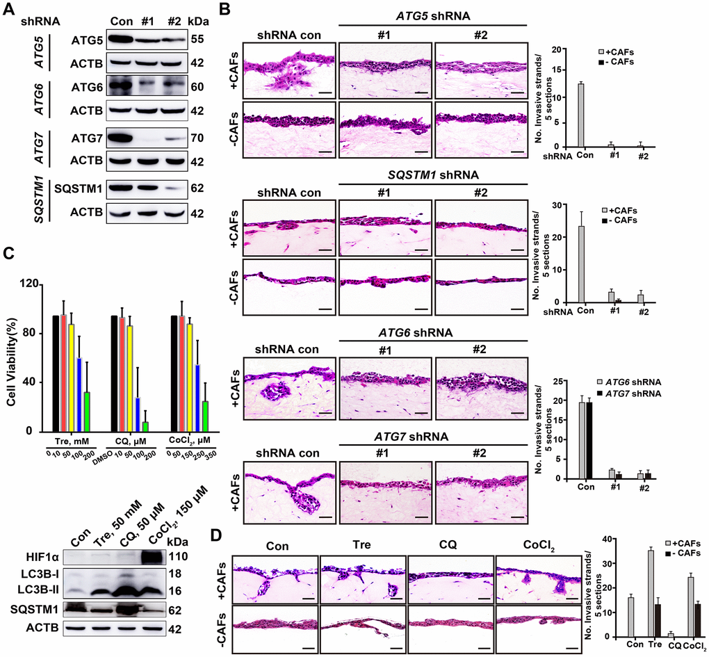 Deficient autophagy blocks cell invasion into organotypic gels. (A) The knockdown efficiency of shRNAs for autophagy-related proteins, including ATG5, ATG6, ATG7 and SQSTM1, was assessed by Western blotting. (B) Representative H&E-stained sections of ATG5-, ATG6-, ATG7- and SQSTM1-depleted A549 cells in the 3D organotypic coculture invasion system with or without human CAFs. The experiment was performed in triplicate. Scale bars, 50 μm. (C) The viability of A549 cells was evaluated by a CCK8 assay after 72 h of treatment with Tre, CQ, DMSO (vehicle control), or CoCl2 at the indicated concentration (upper panel). Error bars, means ± SD of a representative set of triplicate experiments. Immunoblots of HIF1α, LC3B, and SQSTM1 with the indicated treatment for 10 h, ACTB used as a loading control (lower panel). (D) The invasion capability of A549 cells was evaluated in the 3D organotypic coculture invasion system on gels with or without CAFs under treatment with DMSO, Tre (50 mM), CQ (50 μM), or CoCl2 (150 μM) for 10 days. The experiment was performed in triplicate. Scale bars, 50 μm. The number of invasive strands was quantified in 5 H&E-stained sections of each organotypic coculture gels. Error bars, means ± SD of a representative set of triplicate experiments.