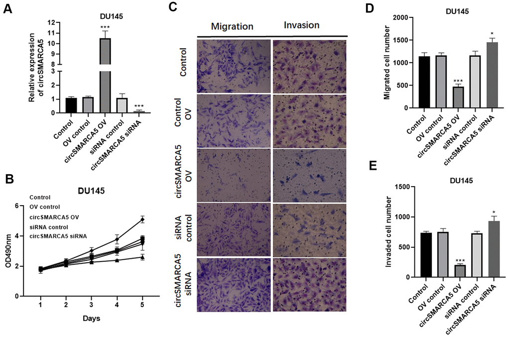 circSMARCA5 inhibits DU145 cell proliferative, migrative, and invasive capabilities. circSMARCA5 was upregulated or downregulated in DU145 cells. (A) circSMARCA5 expression in the cells with indicated treatments. (B) DU145 cells’ growth with different treatments. The Transwell assay results showed the migration (C, D) and migration (C, E) of DU145 cells after indicated treatment. Magnification ×100. *, **, *** represent p ≤ 0.05, p ≤ 0.01, p ≤ 0.001, respectively. Assays were performed at least three times.