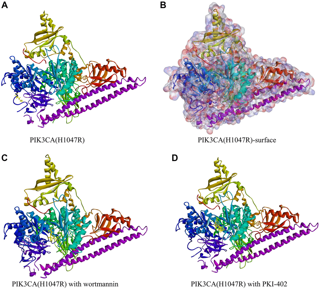 Molecular structure of PIK3CA H1047R with the highlighted 1047Arg. (A) The initial molecular structure. (B) Structure after binding area surface was added. Blue represents positive charge and red represents negative charge. (C) The molecular structure of PIK3CA H1047R with wortmannin. (D) The molecular structure of PIK3CA H1047R with PKI-402.