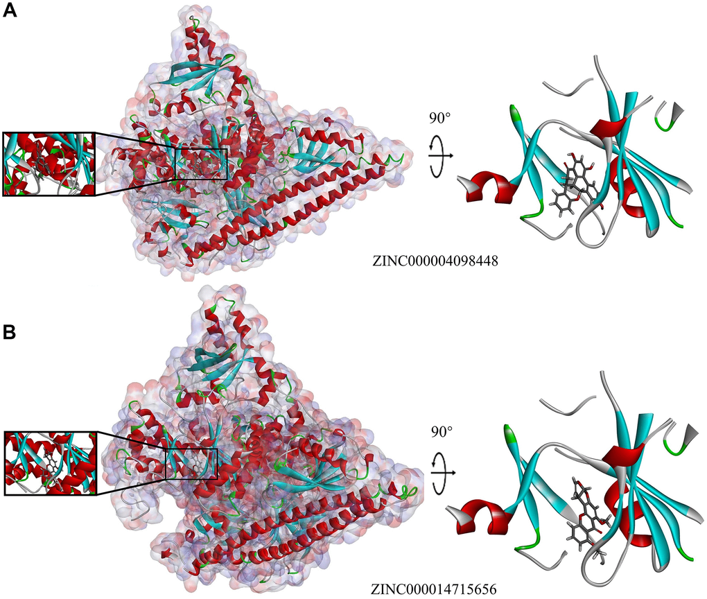 Schematic representation showing interactions between ligands and 3HHM. The binding area surface was added. Blue represents positive charge and red represents negative charge. Ligands are shown in sticks, with the structure around the ligand–receptor junction shown in thinner sticks. (A) ZINC000004098448–3HHM complex. (B) ZINC000014715656–3HHM complex.