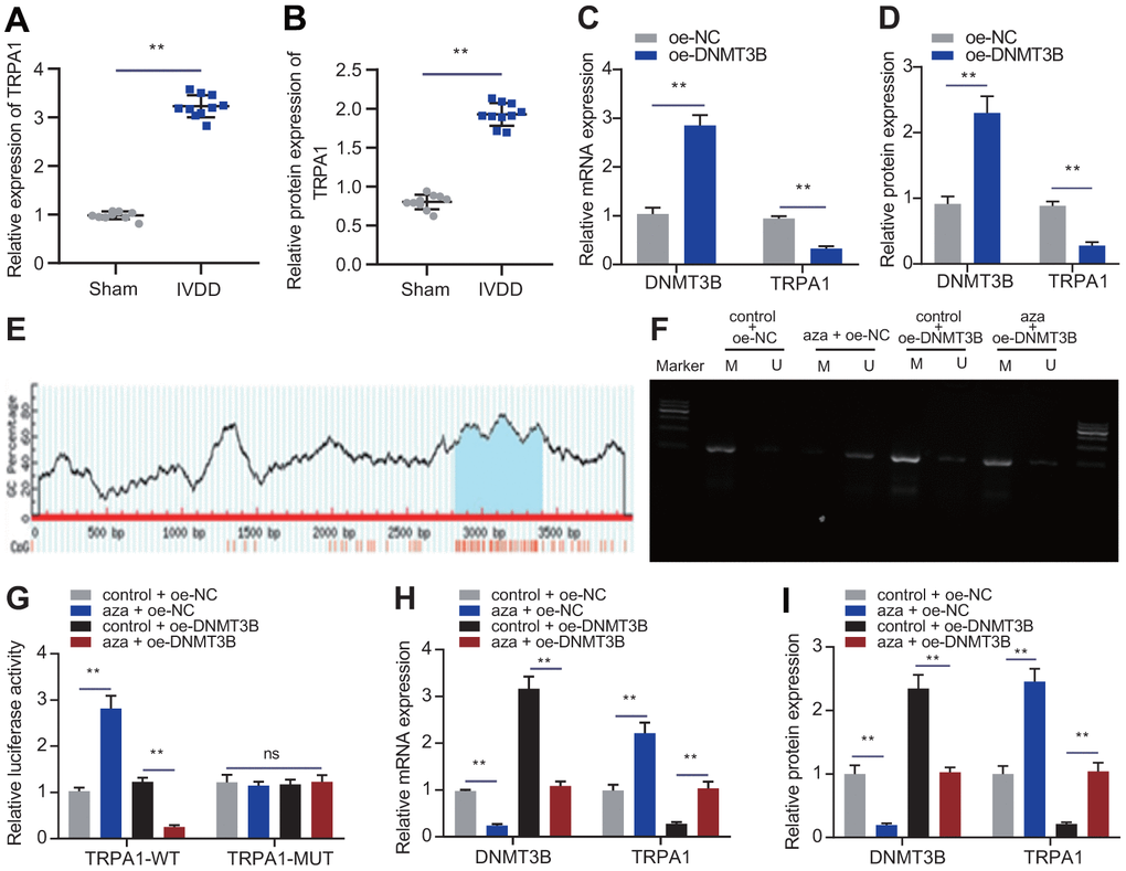 DNMT3B inhibited the expression of TRPA1 through methylation. (A) RT-qPCR showing the expression of TRPA1 in the intervertebral disc tissue of IVDD rats (n = 10) and sham-operated rats (n = 10). (B) Western blot showing the expression of TRPA1 in the intervertebral disc tissue of IVDD rats). (C) mRNA expression of DNMT3B and TRPA1 in NP cells after 24 hours of transfection with oe-DNMT3B or oe-NC was detected by RT-qPCR. (D) mRNA expression of DNMT3B and TRPA1 in NP cells after 48 hours of transfection with oe-DNMT3B or oe-NC was detected by Western blot. (E) A C-phosphate-G (CpG) island in the TRPA1 promoter region was identified in UCSC website. (F) The methylation of the TRPA1 promoter was measured through MSP in NP cells after 24 hours of transfection with oe-DNMT3B. (G) The luciferase reporter assay of luciferase activity in promoter of the TRPA1-WT and TRPA1-MUT in NP cells after 24 hours of transfection with oe-DNMT3B. (H) RT-qPCR showing the mRNA expression of DNMT3B and TRPA1 in NP cells after 24 hours of transfection with aza or oe-DNMT3B. (I) Western blot showing the protein expression of DNMT3B and TRPA1 in NP cells after 48 h treatment with aza or oe-DNMT3B. Measurement data are expressed as the mean ± standard deviation (n = 3) and analyzed using independent sample t-tests between two groups or using one-way ANOVA between multiple groups. **, p 