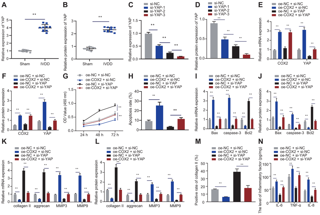 COX2 promoted YAP/Hippo signaling pathway to promote NP cell proliferation. (A) The expression of YAP in the intervertebral disc tissue of IVDD and sham-operated rats was detected by RT-qPCR (n = 10). (B) Western blot showing the expression of YAP in the intervertebral disc tissue of IVDD and sham-operated rats. (C) The interference efficiency of si-YAP in NP cells after 24 hours of transfection was detected by RT-qPCR. (D) The interference efficiency of si-YAP in NP cells after 48 hours of transfection was detected by Western blot. (E) mRNA expression of COX2 and YAP in NP cells after 24 hours of transfection with oe-COX2 and si-YAP was detected by RT-qPCR. (F) COX2 and YAP protein expression in NP cells after 48 hours of transfection with oe-COX2 and si-YAP was detected by Western blot. (G) The proliferation of NP cells after 24 hours of transfection with oe-COX2 or si-YAP was detected by CCK-8. (H) The apoptosis of NP cells after 48 hours of transfection with oe-COX2 or si-YAP was detected by flow cytometry. (I) The expression of apoptosis-related factors Bax, Bcl-2, and caspase-3 was detected by RT-qPCR in NP cells after 24 hours of transfection with oe-COX2 or si-YAP. (J) The expression of apoptosis-related factors Bax, Bcl-2, and caspase-3 was detected by Western blot in NP cells after 48 hours of transfection with oe-COX2 or si-YAP. (K) The expression of collagen II, aggrecan, MMP3, and MMP9 was detected by qRT-PCR in NP cells after 24 hours of transfection with oe-COX2 or si-YAP. (L) The expression of collagen II, aggrecan, MMP3, and MMP9 was detected by Western blot in NP cells after 48 hours of transfection with oe-COX2 or si-YAP. (M) Immunofluorescence staining showing collagen II protein in NP cells after 48 hours of transfection with oe-COX2 or si-YAP. (N) Inflammatory factors IL-6, TNF-α, IL-8 levels in NP cells after 48 hours of transfection with oe-COX2 or si-YAP were detected by ELISA. Measurement data are expressed as the mean ± standard deviation (n = 3) and analyzed using independent sample t-tests between two groups, using one-way ANOVA between multiple groups, or using two-way ANOVA between groups at different time points. **, p 