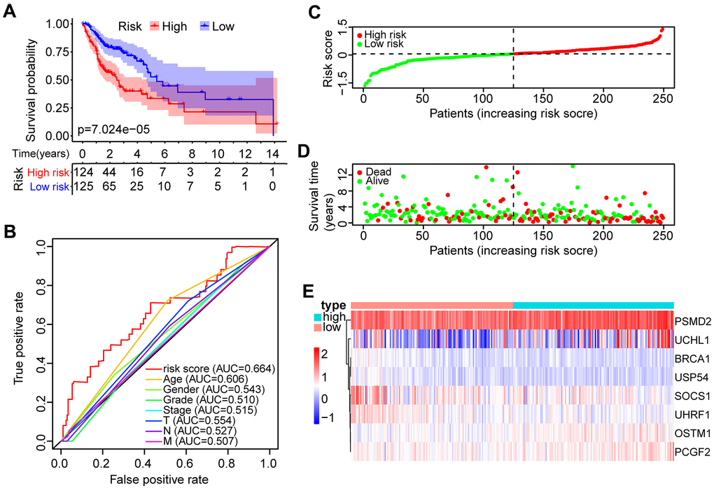 Identification of the prognostic risk model in HNSCC patients. (A) Kaplan-Meier survival curve with overall survival (OS) in the high- and low-risk HNSCC patients in the TCGA training set. (B) ROC curve showing AUC for the risk score and other clinical factors of HNSCC patients in the TCGA training set. (C) The risk plot distribution of the high- and low-risk HNSCC patients. (D) Scatter plot showing the survival status of HNSCC patients. (E) The expression of risk genes of HNSCC samples in the TCGA training set.