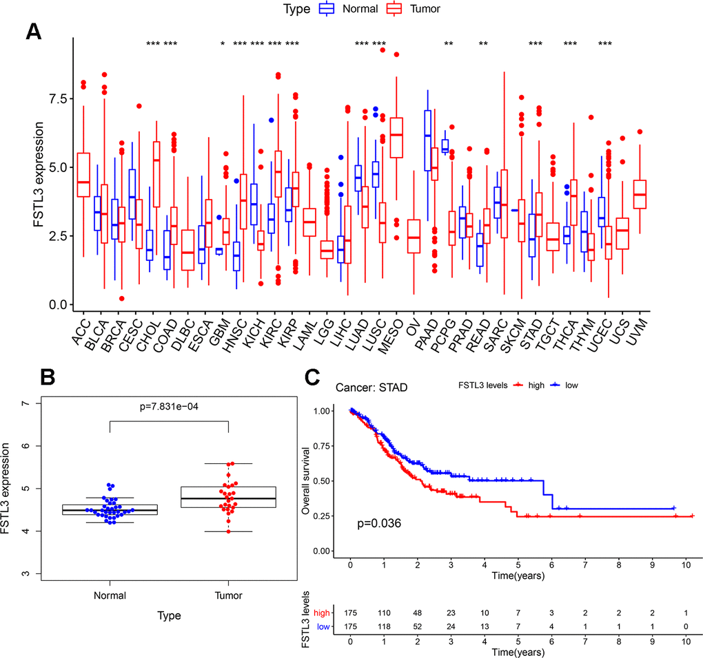 Elevated FSTL3 expression in gastric cancer is linked to poor patient prognosis. (A) Profiling of FSTL3 expression in 33 cancers within the TCGA database. (B) Analysis of FSTL3 expression in non-cancerous and cancerous gastric tissues using the GEO clinical dataset GSE33335. (C) Kaplan-Meier analysis of gastric cancer patient overall survival after classification into high (red) and low (blue) FSTL3 expression groups (n=175). Significance indicated as follows: *PPP