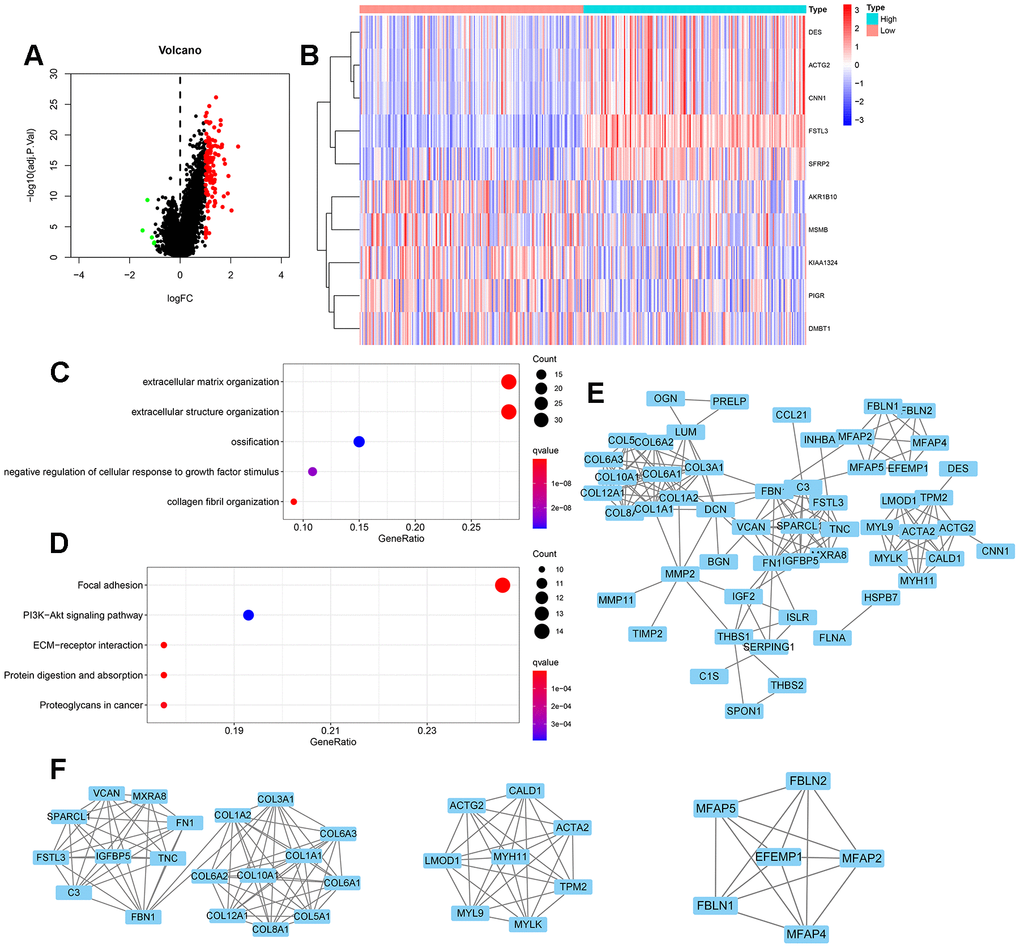 Differential gene expression and functional enrichment during FSTL3 overexpression. (A) Volcano map of differentially expressed genes under conditions of elevated FSTL3 levels; adjusted PB) The top 10 differentially expressed genes (linked to FSTL3 overexpression) in gastric cancer disease presented as a gene expression heat map. (C) Gene ontology (GO) term enrichment analysis; adjusted PD) Kyoto Encyclopedia of Genes and Genomes (KEGG) biochemical pathway enrichment analysis; adjusted PE) Protein-protein interaction (PPI) network analysis for 122 differentially expressed genes linked to gastric cancer; minimum required interaction score: 0.900. (F) Specific PPI nodes within the full network with MYOCD tool in Cytoscape.