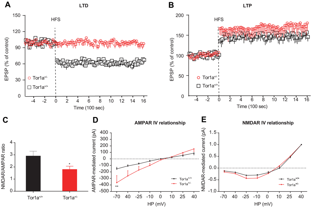 Altered striatal long-term synaptic plasticity in Tor1a+/- mice. (A) Time-course of striatal LTD expression in SPNs from Tor1a+/+ and Tor1a+/- mice. HFS protocol induced LTD in SPNs recorded from Tor1a+/+ mice (P+/- mice (P>0.05). (B) Time-course of striatal LTP expression in SPNs from Tor1a+/+ and Tor1a+/- mice. In Tor1a+/- SPNs LTP showed a tendency to increase compared with wild-type SPNs. (C) Summary plot of NMDA/AMPA current ratio calculated in SPNs from Tor1a+/+ and Tor1a+/- mice. A significant decrease of NMDA/AMPA ratio was detected in Tor1a+/- mice, compared to Tor1a+/+ mice. (D) AMPAR-mediated currents recorded at different HP in Tor1a+/+ and Tor1a+/- SPNs. The I-V relationship showed a significant increase in the current recorded at more hyperpolarized range from Tor1a+/- SPNs (HP= -70 mV, PE) Normalized IV relationships of NMDAR-mediated currents showed no difference between genotypes (P >0.05). In each group, five mice were used (N=5), and three independent electrophysiological recordings were conducted for each mouse (n=3). P