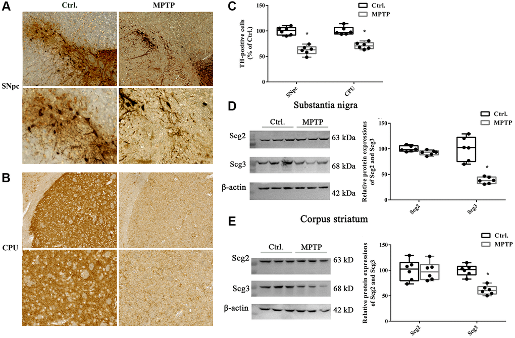 Immunohistochemistry of tyrosine hydroxylase positive neurons and levels of secretogranins in the substantia nigra and corpus striatum. (A–B) Tissues were immunostained for tyrosine hydroxylase (TH) in both cell bodies in substantia nigra pars compacta (SNpc) and fibers and terminals in the corpus striatum (CPU) in MPTP-treated and control groups. (C) (TH)–positive stains in MPTP-treated and control groups were assessed by mean optical density via Image J software. (D–E) Scg2 and Scg3 protein expressions in SN and CPU were analyzed by immunoblotting and quantified by densitometric analysis normalized to GAPDH. Two-tailed unpaired Student t-tests were performed between the control and treated groups. *Statistically significant with P N = 6.