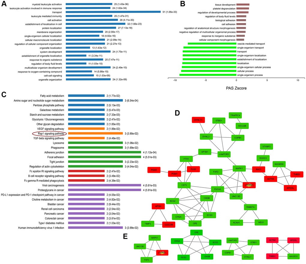 Enrichment and PPI analysis of 56 significantly differentially expressed proteins on the secretory granules. (A) The involved biological processes (BP) of the 56 secretory granule proteins in Gene Ontology (GO) analysis. (B) The dysregulated BP indicated by GO analysis. (C) Kyoto Encyclopedia of Genes and Genomes (KEGG) pathways of the 56 secretory granules proteins. (D) protein-protein interactions (PPI) network of 56 SGs proteins constructed by the Search Tool for the Retrieval of Interacting Genes (STRING) database. (E) Clustering analysis was conducted by molecular complex detection (MCODE) of Cytoscape software.