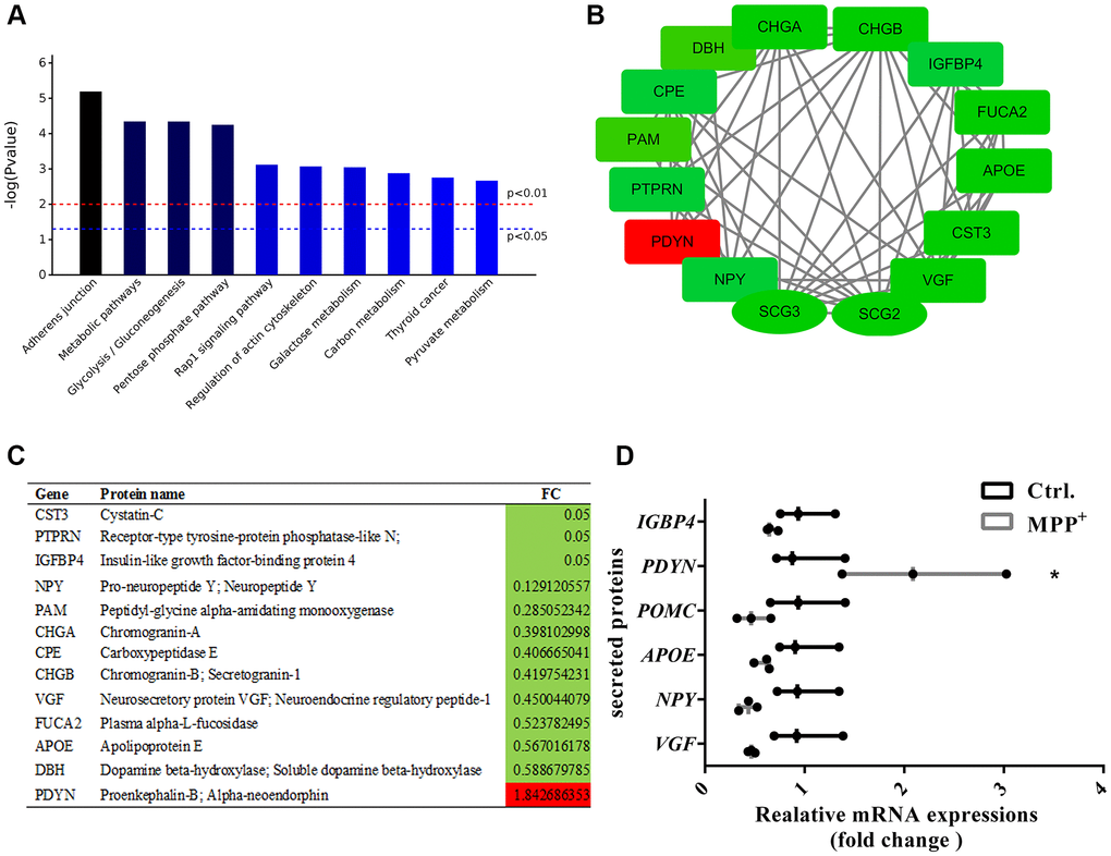 Enrichment and PPI analysis of 56 significantly differentially expressed secretory granule proteins and 140 secreted proteins. (A) The top 10 enriched KEGG pathways of the 56 secretory granules proteins and 140 secreted proteins. (B–C) Candidate proteins interacting with secretogranins in peptide processing in SGs indicated by the PPI network. (D) The expressions of some secretogranins-related candidate neuropeptides and neuroendocrine hormones are verified using real-time PCR. Two-tailed unpaired Student t-tests were performed between the control and treated groups. *Statistically significant with P N = 3.