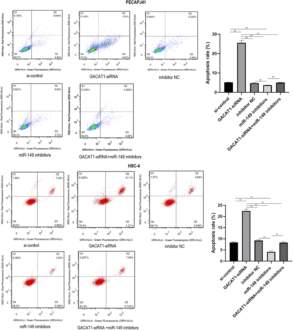 Effects of si-control, GACAT1-siRNA, inhibitor NC and miR-149 inhibitors respectively or in combination on apoptosis of OSCC cells.**p 