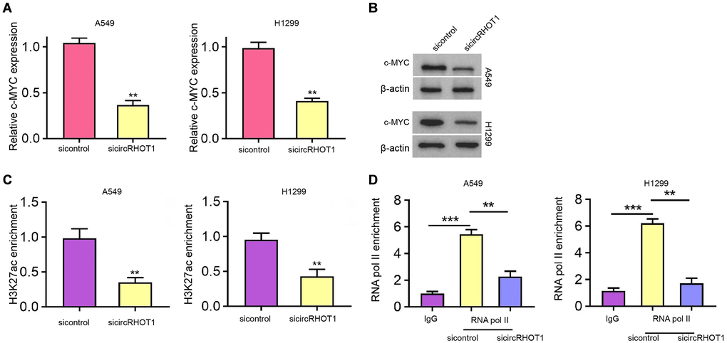 CircRHOT1 epigenetically represses c-MYC expression in NSCLC cells. (A–D) The A549 and H1299 cells were treated with control siRNA or circRHOT1 siRNA. (A) The mRNA expression of c-MYC was tested by qPCR. (B) The protein levels of c-MYC were determined by Western blot analysis. (C) The enrichment of H3K27ac on c-MYC promoter was analyzed by ChIP. (D) The enrichment of RNA polymerase II on c-MYC promoter was analyzed by ChIP. mean ± SD, **P 