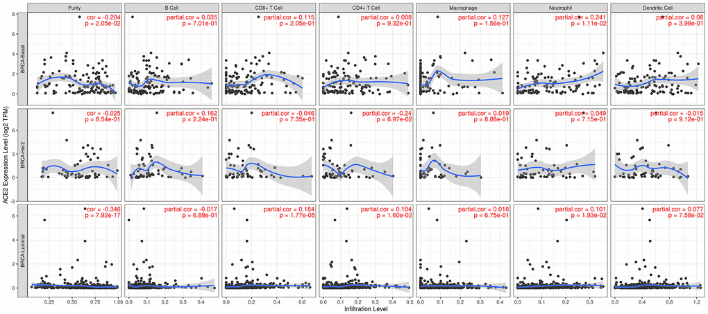 Correlation between ACE2 expression and immune infiltration in different subtypes of breast cancer. In basal-like breast cancer, ACE2 expression level was positively correlated with neutrophil. While in luminal subtype of breast cancer, the ACE2 expression was strongly positively correlated with the immune infiltration level of CD8+ T cell, CD4+ T cell and neutrophil.