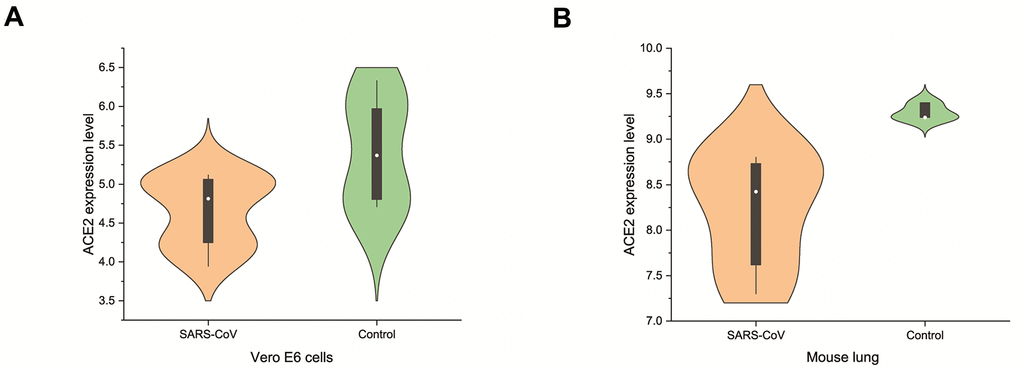 Changes of ACE2 after SARS-CoV infection. SARS-CoV reduced the expression levels of ACE2 in (A) Vero E6 cells and (B) mouse lungs.