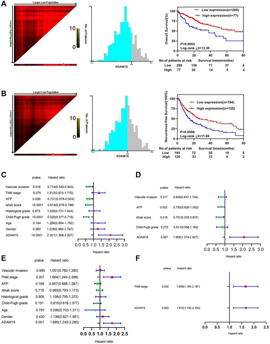 Survival analysis and prognostic value of ADAM15 between different groups. (A) Kaplan-Meier survival analysis of OS in HCC. (B) Kaplan-Meier survival analysis of RFS in HCC. (C) Univariate Cox regression analysis of OS in HCC based on TCGA database. (D) Multivariate Cox regression analysis of OS in HCC based on TCGA database. (E) Univariate Cox regression analysis of RFS in HCC based on TCGA database. (F) Multivariate Cox regression analysis of RFS in HCC based on TCGA database.