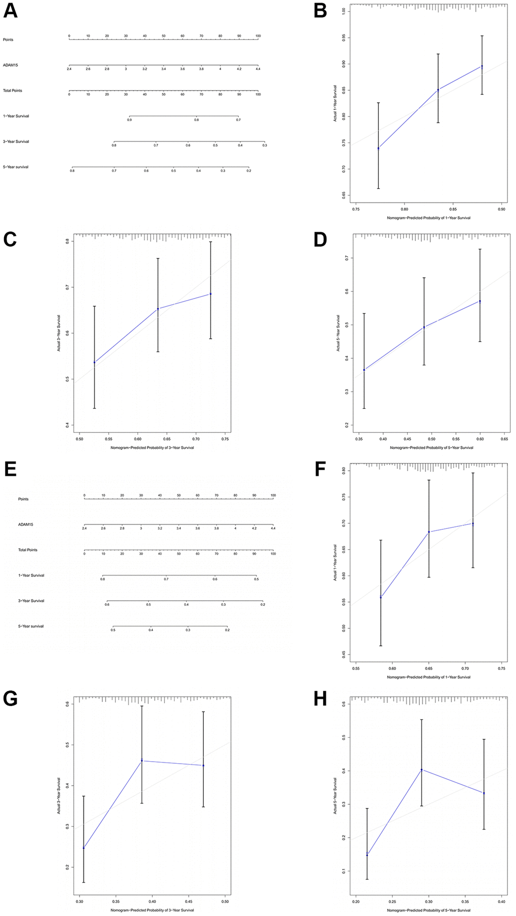 The prognostic value of ADAM15 was validated by nomograms. (A) The nomogram of OS. (B) The 1-year survival rate of OS. (C) The 3-year survival rate of OS. (D) The 5-year survival rate of OS. (E) The nomogram of RFS. (F) The 1-year survival rate of RFS. (G) The 3-year survival rate of RFS. (H) The 5-year survival rate of RFS.