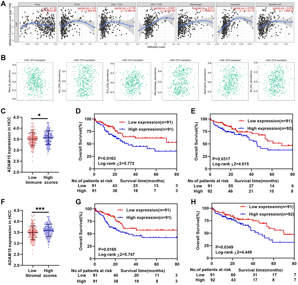 ADAM15 expression associated with immune infiltration in HCC. (A, B) The relationship between ADAM15 expression and immune infiltration cells confirmed by TIMER and TISIDB databases. (C) ADAM15 is highly expressed in the high immune score group based on the TCGA database. (D) Kaplan-Meier survival analysis of OS in the low immune score group of HCC based on the TCGA database. (E) Kaplan-Meier survival analysis of OS in the high immune score group of HCC based on the TCGA database. (F) ADAM15 is highly expressed in high stromal score group based on the TCGA database. (G) Kaplan-Meier survival analysis of OS in the low stromal score group of HCC based on the TCGA database. (H) Kaplan-Meier survival analysis of OS in the high stromal score group of HCC based on the TCGA database.