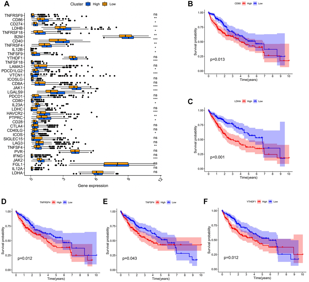 The association of ADAM15 expression with immune checkpoint genes. (A) The differential expression of immune checkpoint genes between the high and low expression group. (B) The survival analysis of CD80. (B) The survival analysis of LDHA. (C) The survival analysis of TNFRSF4. (D) The survival analysis of TNFSF4. (E) The survival analysis of TNFSF4. (F) The survival analysis of YTHDF1.