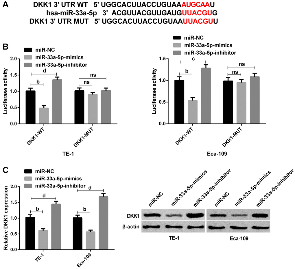 DKK1 is identified as the target of miR-33a-5p. (A) The predicted binding sites between n DKK1 and miR-33a-5p. (B) Interaction between DKK1 and miR-33a-5p by dual luciferase reporter assay; (C) Western blot of DKK1 protein expression in TE-1 and Eca-109 cells after transfection with miR-NC, miR-33a-5p-mimics and miR-33a-5p-inhibitor and the protein diagram. The inter-group comparison was conducted by the independent sample t-test, mean ± SD, bP cP dP 