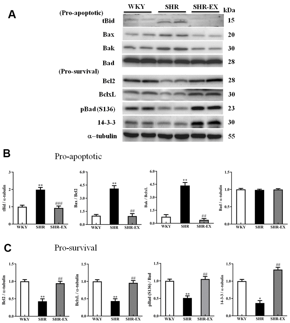 The upstream components of mitochondria-mediated caspase-dependent apoptotic pathway in a normotensive Wistar Kyoto (WKY) group, a spontaneously early aged hypertensive (SHR) group and a hypertension with 12 weeks exercise training (SHR-EX) group. (A) The representative protein levels of t-Bid (BH3 interacting domain death agonist), Bax (Bcl-2 Associated X), Bak (Bcl-2-agonist/killer 1), Bad (Bcl-2 agonist cell death) as well as Bcl-2, Bcl-xL, p-Bad, and 14-3-3 proteins extracted from western blotting analysis. The α-tubulin was used as an internal control. (B, C) Bars represent the cerebral cortices of excised brain in WKY, SHR, and SHR-EX groups were measured by Wt the pro-apoptotic as well as pro-survival relative fold changes of protein quantification relative to the control group in t-Bid, Bax/Bcl-2, Bak/Bcl-xL as well as pBad/Bad pBad and 14-3-3 on α-tubulin, respectively, and mean values ± SD (n=6 in each group). *: pppp