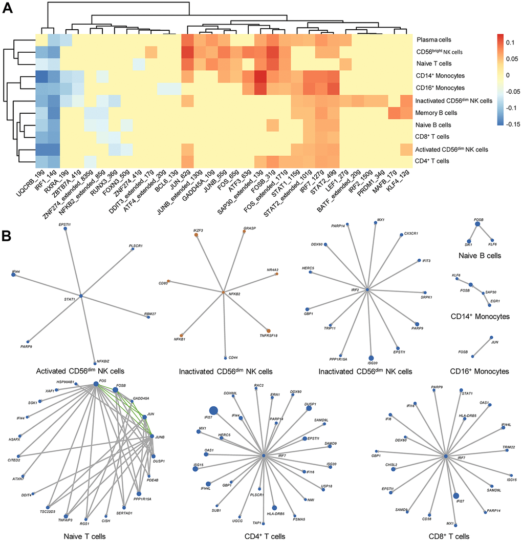 Key transcription factors and gene regulatory networks (GRNs) in each immune cell type from rheumatoid arthritis (RA) peripheral blood. (A) Heat map of differential regulons in each immune cell type. The heat map color indicates the difference in AUC values in RA patients and HCs, and only significantly different regulons are shown in the heat map. Red and blue indicated that the regulon is upregulated and downregulated in RA, respectively. (B) GRNs in each immune cell type. Blue and orange dots represent upregulated and downregulated genes in RA, respectively. The size of the dots corresponds to the absolute value of fold changes. Gray lines and green lines represent unidirectional and bidirectional regulatory relationships, respectively.