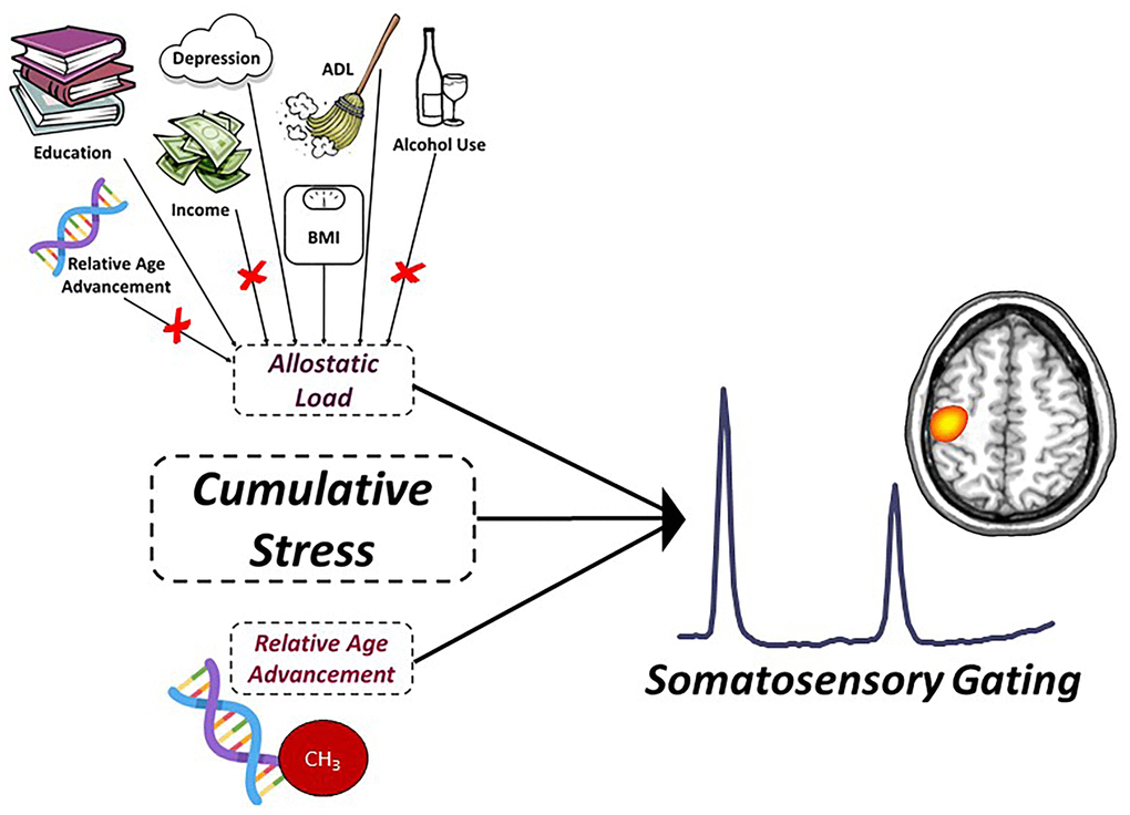 Predictive model of sensory gating. Conceptual figure denoting the statistical model probed in the current study. Allostatic load (i.e., life stress), relative age acceleration (i.e., biological stress) and their interaction (i.e., cumulative stress) were used to predict the age-related decline in somatosensory gating (response power to stim #2/response power to stim #1). The factors contributing to allostatic load were derived from an exploratory factor analysis (EFA) and included depression symptom severity, years of education, self-reported declines in activities of daily living, and BMI. Variables denoted with a red ‘X’ reflect measures that loaded poorly and were not included in the final factor definition for allostatic load. Relative age acceleration was quantified using the residuals from the regression of the “Consensus Model” predicted biological age on chronological age in our sample.