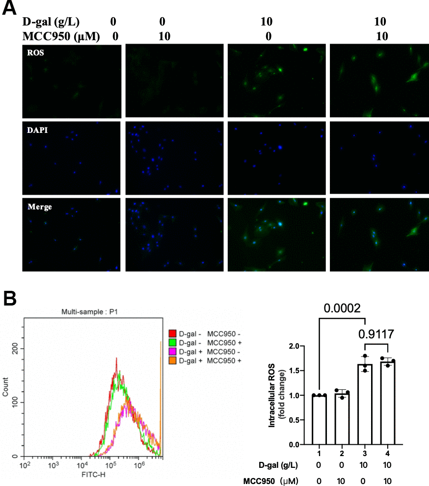 ROS generation was similar when NLRP3 inflammasomes were inhibited in the cardiocytes aging model. H9c2 cells were pre-treated with or without MCC950 (10μM), a commonly used NLRP3 inhibitor, for 1 hour, and then incubated with or without 10g/L D-gal for 24 hours. (A) ROS generation was detected using a DCFH-DA probe. Representative fluorescent images showed that ROS generation was similar no matter NLRP3 inflammasomes were inhibited or not in the cardiocytes aging model. (B) Intracellular ROS was quantified by flow cytometry.