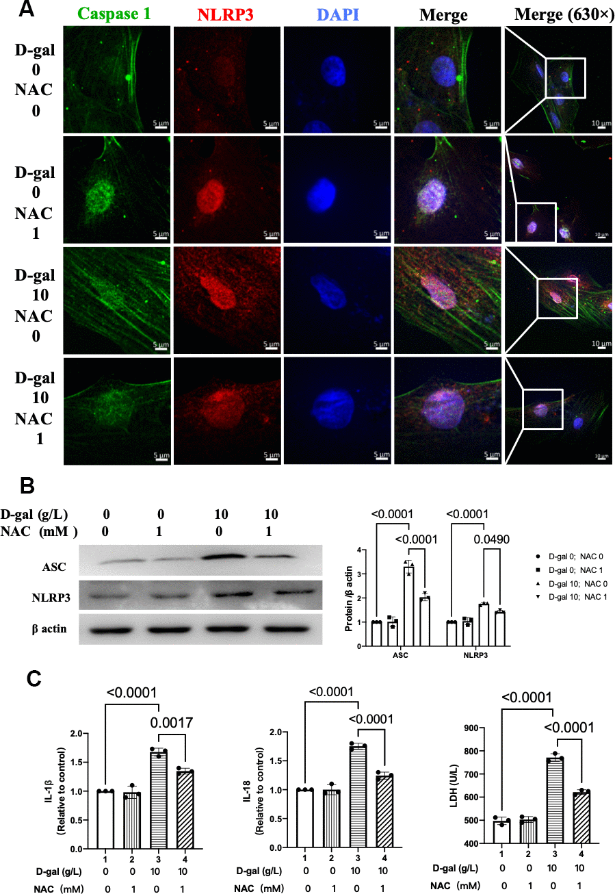 NAC inhibited NLRP3 inflammasomes in the cardiocytes aging model. H9c2 cells were pre-treated with or without NAC (1 mM), a commonly used ROS scavenger, for 1 hour and then incubated with or without 10 g/L D-gal for 24 hours. (A) Representative confocal fluorescent images showed that NAC pre-treatment decreased the colocalization of NLRP3 (red) and caspase-1 (green) proteins in the cardiocytes aging model induced by D-gal. (B) Representative immunoblots of the NLRP3 and ASC proteins and the corresponding quantification were shown. (C) IL-1β, IL-18 and LDH release levels in cell culture were detected. NLRP3, Nod-like receptor family pyrin domain containing 3; ASC, apoptosis-associated speck-like protein.