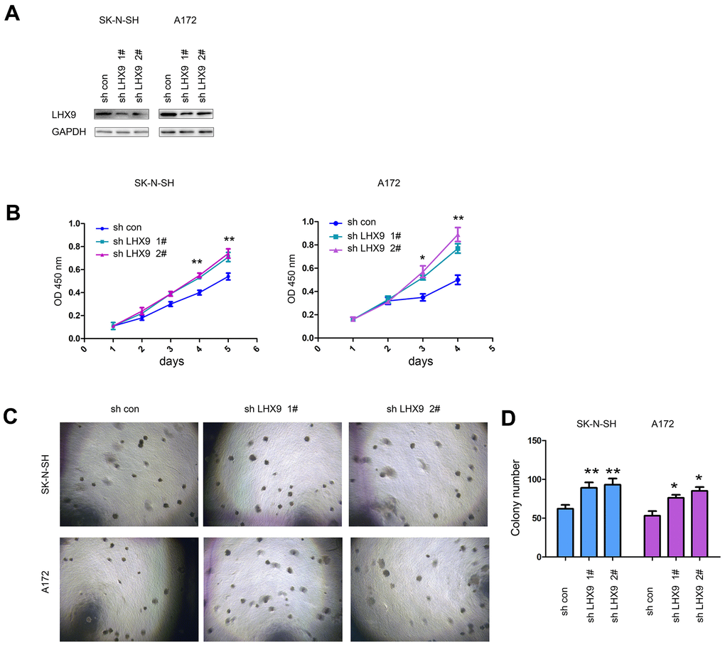 Interfering with LHX9 expression accelerated the growth of glioma cells. (A) Interference with LHX9 expression in A172 and SK-N-SH cells. The target sequence was cloned into the pL.KO.1 vector, the virus was packaged to infect A172 and SK-N-SH cells. Cells were screened with puromycin for 1 week, and then the expression of LHX9 was identified. (B) The effect of interference with LHX9 expression on the growth of A172 and SK-N-SH cells was detected by CCK8 assay. (C, D) The effect of interference with LHX9 expression on the anchorage-independent growth of A172 and SK-N-SH cells was detected by soft agar assays. *, PP