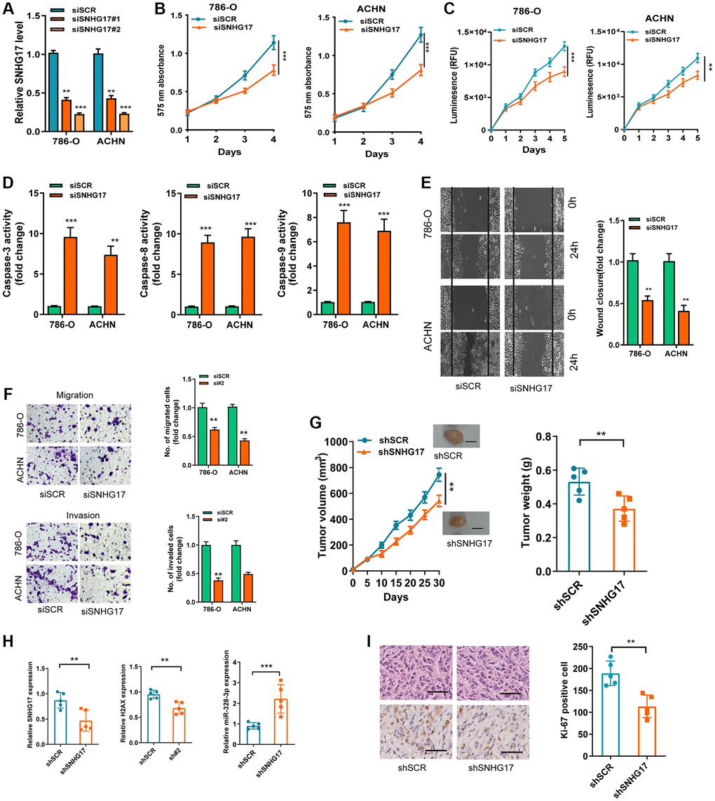 SNHG17 depletion suppressed malignant phenotype of RCC. (A) qRT-PCR assay analysis of the levels of SNHG17 in 786-O and ACHN cell lines transfected with two parallel siSNHG17 (#1 and #2) or siSCR. (B–C) CCK-8 assay (B) and CellTiter-Glo Luminescent cell viability assay (C) analysis of the proliferative ability of RCC cells transfected with the indicated vectors. (D) The activity of caspase-3, -8, and -9 assay analysis of cell apoptosis of RCC cells transfected with the indicated vectors. (E) The wound healing assay analysis of cell migration of RCC cells transfected with the indicated vectors. (F) The transwell assay analysis of cell migration and invasion in RCC cell lines transfected with the indicated vectors. (G) SNHG17 overexpression remarkably increased the volume and weight of tumor xenograft. Scale bar, 1.0 cm. (H) qRT-PCR assay analysis of expression of SNHG17, H2AX and miR-328-3p in the tumor xenograft. (I) Immunohistochemistry staining of Ki-67 in the tumor xenograft. Scale bar, 200 μm. Data are presented as means ± standard deviation from triplicate experiments. A t-test was used to evaluate the statistical significance as compared to the control. SCR, scramble control; RCC, renal cell carcinoma. **P ***P 