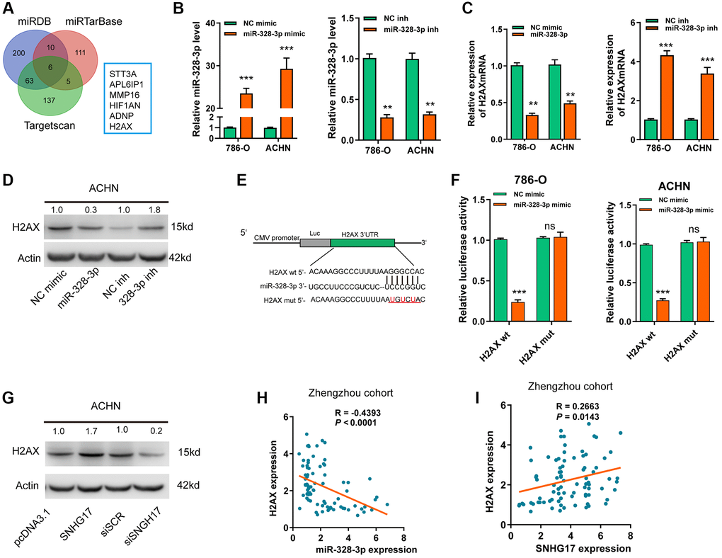 SNHG17 enhanced the expression of H2AX via sponging miR-328-3p. (A) A Venn diagram showed the number of genes identified as potential targets of miR-328-3p according to the three online tools. (B) qRT-PCR assay analysis of miR-328-3p expression in RCC cell lines after transfection of the indicated vectors. (C–D) qRT-PCR and western blot assay analysis of the expression levels of H2AX mRNA (C) and protein (D) in 786-O and ACHN cell lines after transfection with the indicated vectors. (E) The miR-328-3p putative binding sequences and corresponding mutant sites of H2AX 3′UTR. (F) The luciferase activity in RCC cell lines after co-transfection with miR-328-3p mimic or NC mimic and wt or mut constructs of H2AX 3′UTR. (G) western blot assay analyses of the expression levels of H2AX protein in RCC cell lines after transfection with the indicated vectors. (H) Spearman’s correlation analysis of the correlations between expression levels of miR-328-3p (H) or SNHG17 (I) and H2AX in RCC tissues from the Zhengzhou cohort. Data are presented as means ± standard deviation from triplicate experiments. Wt, wild-type; mut, mutant-type; SCR, scramble control; RCC, renal cell carcinoma; ns, not significant. *P **P ***P 