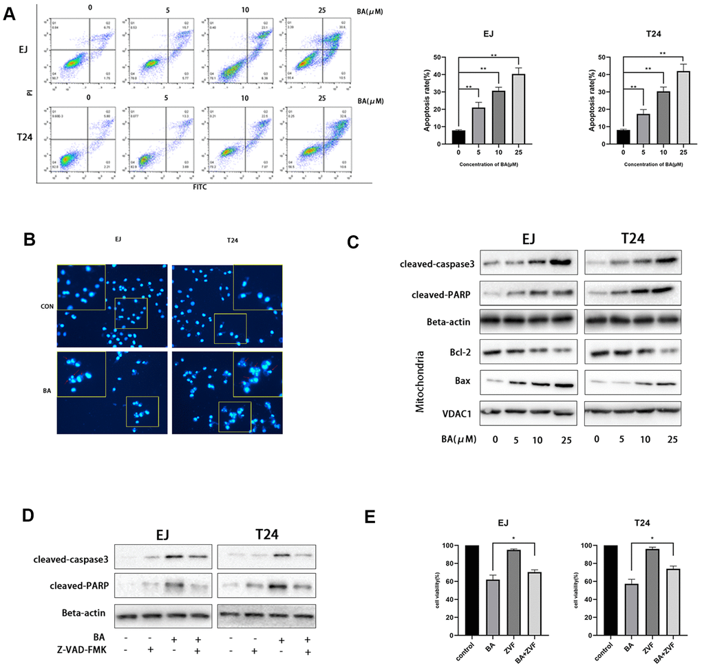 BA triggers caspase-dependent apoptosis in human bladder cancer cells. (A) Flow cytometric analysis of apoptosis in EJ and T24 cells exposed to BA at various doses. Results are mean ± SD of 3 independent replicates. (B) Hoechst 33342 staining of EJ and T24 cells exposed to vehicle (DMSO) or 25 μM BA for 24 h. Representative images show abnormal or apoptotic cells (red arrows). (C) Western blot assessment of apoptosis-related factors (Bax, Bcl-2, cleaved PARP, and cleaved caspase-3) in control and BA-exposed cells. β-actin served as loading control. (D, E) Western blot assessment of cleaved caspase-3 and cleaved PARP expression (D) and CCK-8 analysis of cell viability (E) in EJ and T24 cells exposed to 25 μM BA with or without 20 μM Z-VAD-FMK (ZVF) for 24 h. con: control, *pp