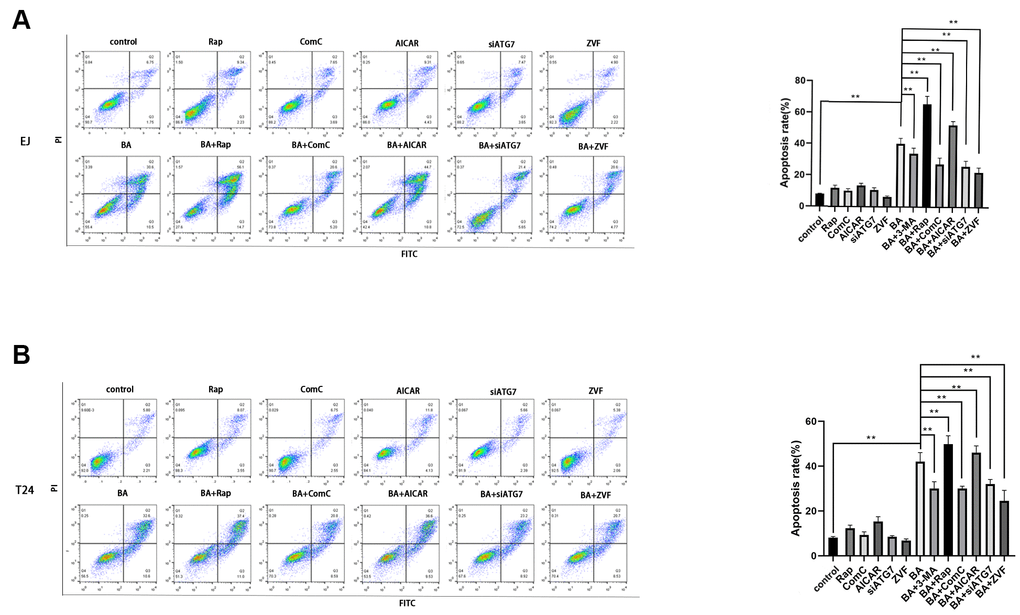 Autophagy inhibition blunts BA-mediated apoptosis. Flow cytometry analysis of apoptosis in EJ cells (A) and T24 cells (B) treated with different autophagy-modulating agents. *pp