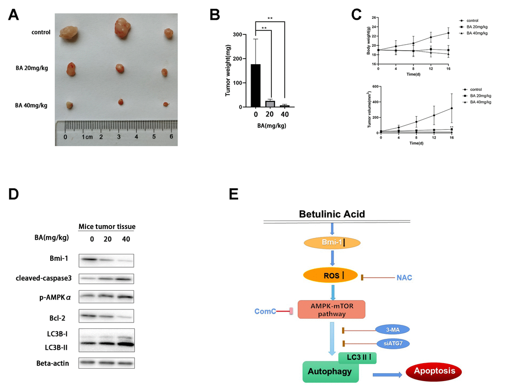 BA represses T24 cell tumor xenograft growth in vivo. (A, B) Tumor volume measurements. (C) Tumor weight measurements. (D) Western blot assessment of Bmi-1, cleaved caspase-3, p-AMPKα, Bcl-2, and LC3B-II expression in excised xenograft tumor tissues. (E) Schematic of this study results.