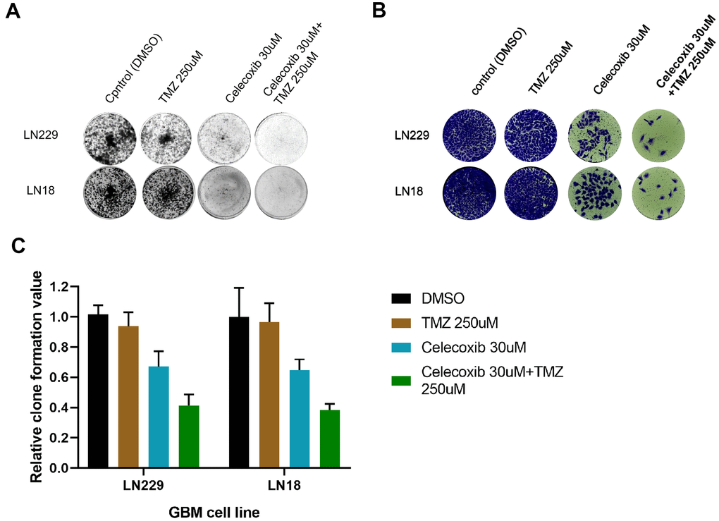 TMZ and/or celecoxib inhibited colony formation on LN18 and LN229 GBM cells via assay by crystal violet staining. (A) LN18 and LN229 GBM cells (2.5×103) were seeded into 12-well plates, following TMZ and/or celecoxib treatment for 12 days prior to staining. Then the plates were imaged by Bio-Rad equipment. (n=5). (B) After staining of LN18 and LN229 GBM cells, the plates were imaged by EVOS Cell Imaging Systems. (C) The staining plates were calculated by Image Lab software, and the chart was shown the (A) result. Data shows mean Value and ±SEM (n=5).