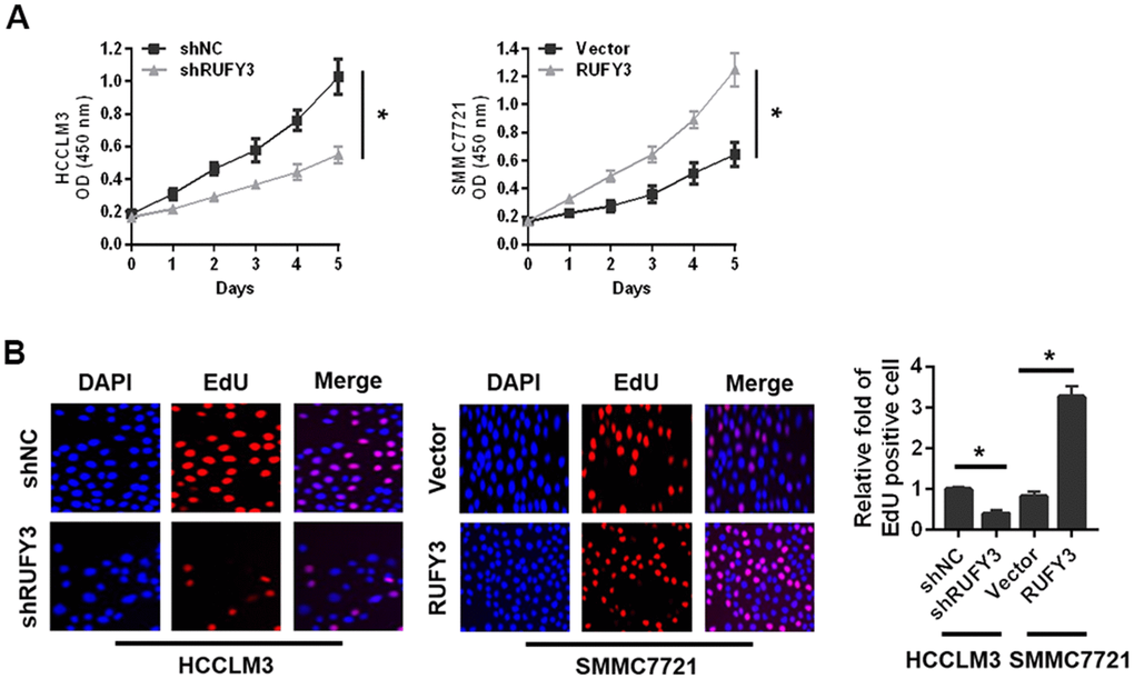 Effect of RUFY3 down-regulation or up-regulation on HCC cell growth in vitro. (A) Effect of RUFY3 down-regulation or up-regulation on HCC cell growth by CCK-8 assay. (B) Effect of RUFY3 down-regulation or up-regulation on HCC cell growth by EdU assay. *P