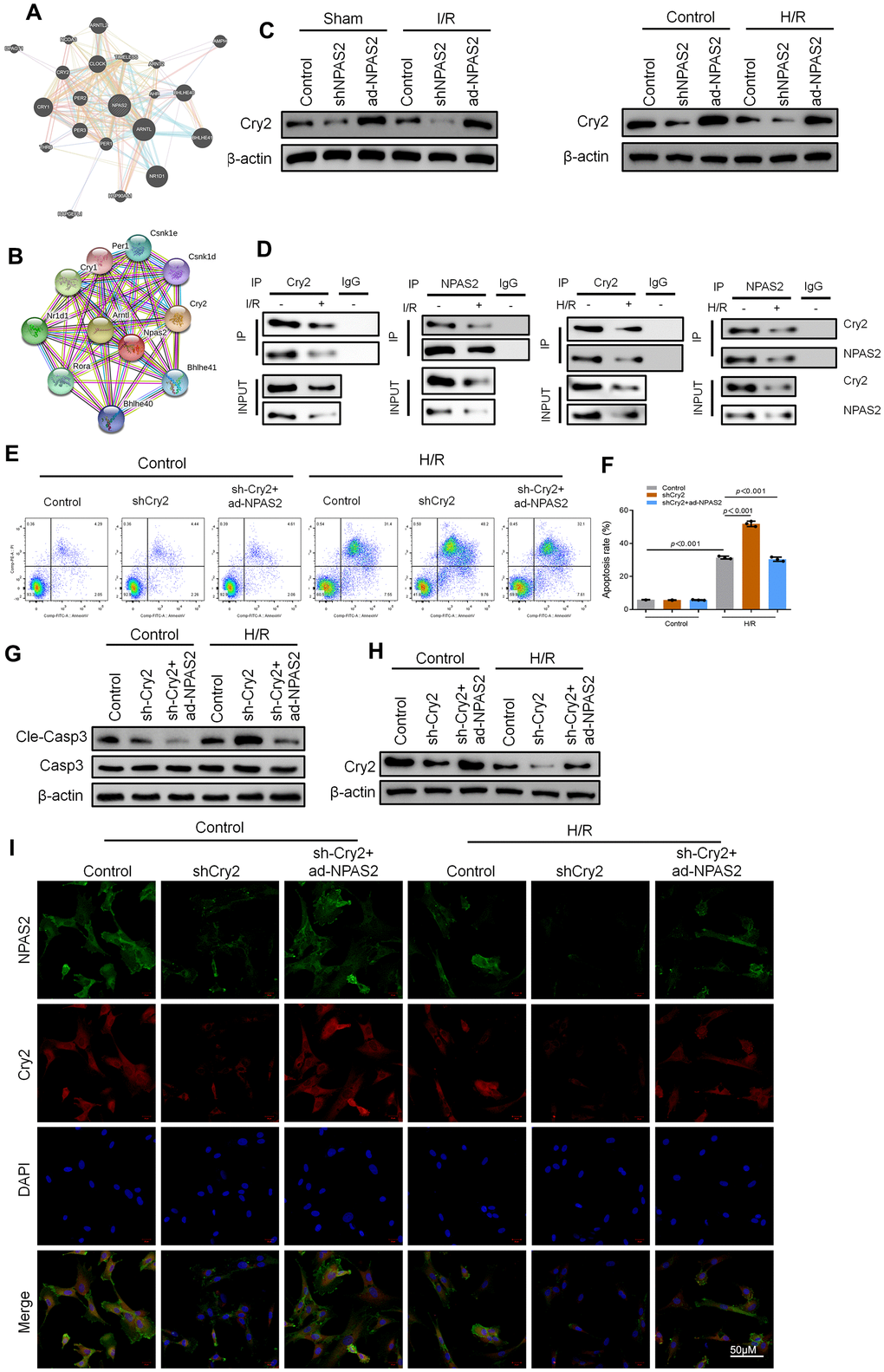 Cry2 interacted with NPAS2 in cardiomyocyte. (A, B) String database (https://string-db.org/) and BioGRID Database (biogrid.org) were used to predict Cry2 and NPAS2 interaction. (C) The protein level of Cry2 (67kDa) in rat myocardial tissue and H9c2 cells was determined using Western Blot. (D) Co-IP assay was performed with anti-NPAS2 or anti-Crry2 antibody was carried out using extracts prepared from rat myocardial tissue and H9c2 cells. The presence of Cry2 or NPAS2 in these IPs was determined using Western Blot. (E, F) Flow cytometry detected the changes of apoptosis in H9c2 cells and quantified. (G) The protein level of Cleaved-Caspase-3 (17kDa) and Caspase-3 (17kDa) in H9c2 cells was determined using Western Blot. (H) The protein level of NPAS2 (90kDa) in H9c2 cells was determined using Western Blot. (I) Representative photomicrographs of NPAS2 (green) and Cry2 (Red) immunofluorescence in H9c2 cells. DAPI was used to counterstain nuclei. Data are expressed as mean ± SEM (n = 3).