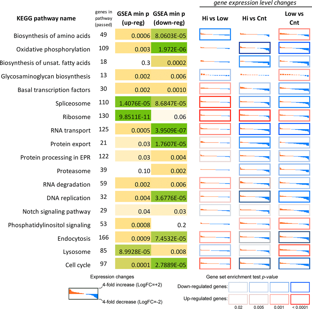 Differential expression profiles of genes participating mostly affected KEGG pathways according to the RNA-Seq data for MRC5-SV40 cell line treated with Abisil. Each cell demonstrates the sorted expression level log fold changes after Abisil treatment (red – upregulation, blue – downregulation) for genes participating a current KEGG pathway (vertical axis range is from 4-fold downregulation to 4-fold upregulation). Cell borders indicate whether a pathway is enriched with up- (red border) or downregulated (blue border) genes. GSEA min p (up/down-reg) – minimal p-value in a gene set enrichment analyses (GSEA; Fisher’s exact test) for the pathway. Hi vs Low – comparison of cells treated with 50 and 5 μg/ml; Hi vs Cnt – comparison of cells treated with Abisil 50 μg/ml and non-treated cells; Low vs Cnt – comparison of cells treated with Abisil 5 μg/ml and non-treated cells.