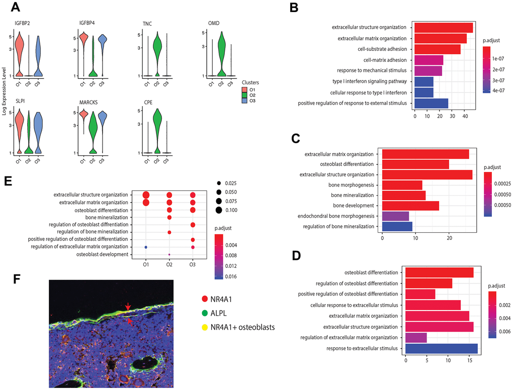 Osteoblast subtypes and cellular functions in bone formation. (A) Osteoblasts related genes expressed in clusters O1, O2, and O3, respectively. (B–D) GO enrichment for the three osteoblast subpopulations, O1, O2, and O3, respectively. The length of the bar indicates the gene ratio (number of DEGs enriched in the GO term / total number of DEGs). The color indicates the adjusted p values for enrichment analysis. (E) Bone formation related GO terms enriched in clusters O1, O2, and O3. The size of dot indicates the gene ratio, which is the ratio of functional related genes and the total number of the differential expression genes compared with other clusters. The color indicates the adjusted p-value for enrichment analysis. (F) Immunofluorescence of mouse femur. The osteoblast marker ALPL was stained by green, while the cluster O3 marker NR4A1 was stained by red. The undetermined osteoblasts were located on the bone surface, co-stained by green and red (yellow).