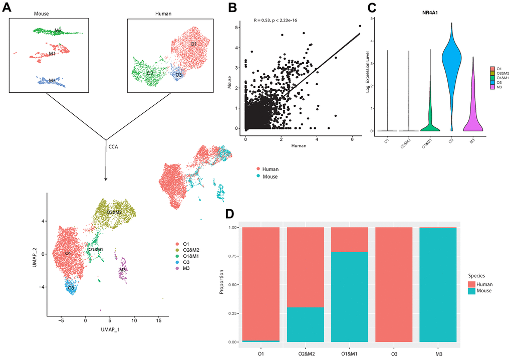 Integrated cross-species analysis between human and mouse osteoblasts in vivo. (A) UMAP visualization of human and mouse osteoblast integration. The upper-left plot represents the three osteoblast clusters in mice, the upper-right plot indicates the three osteoblast subtypes in humans. The bottom plot represents the five clusters after the integration, colored by clusters. The middle-right is the integrated data colored by different species. (B) Correlation of gene expression among different osteoblast datasets after CCA integration. Each dot represents an individual gene. Axes measure the average gene expression levels (logFC) in the indicated subject. Correlations were measured by Spearman correlation coefficients (R) (p C) Log-normalized expression of NR4A1 in human and mouse integrated data. (D) Proportion of the human and mouse osteoblasts in each cluster after CCA integration, colored by different species. The x-axis represents five different clusters and y-axis indicates the proportion.