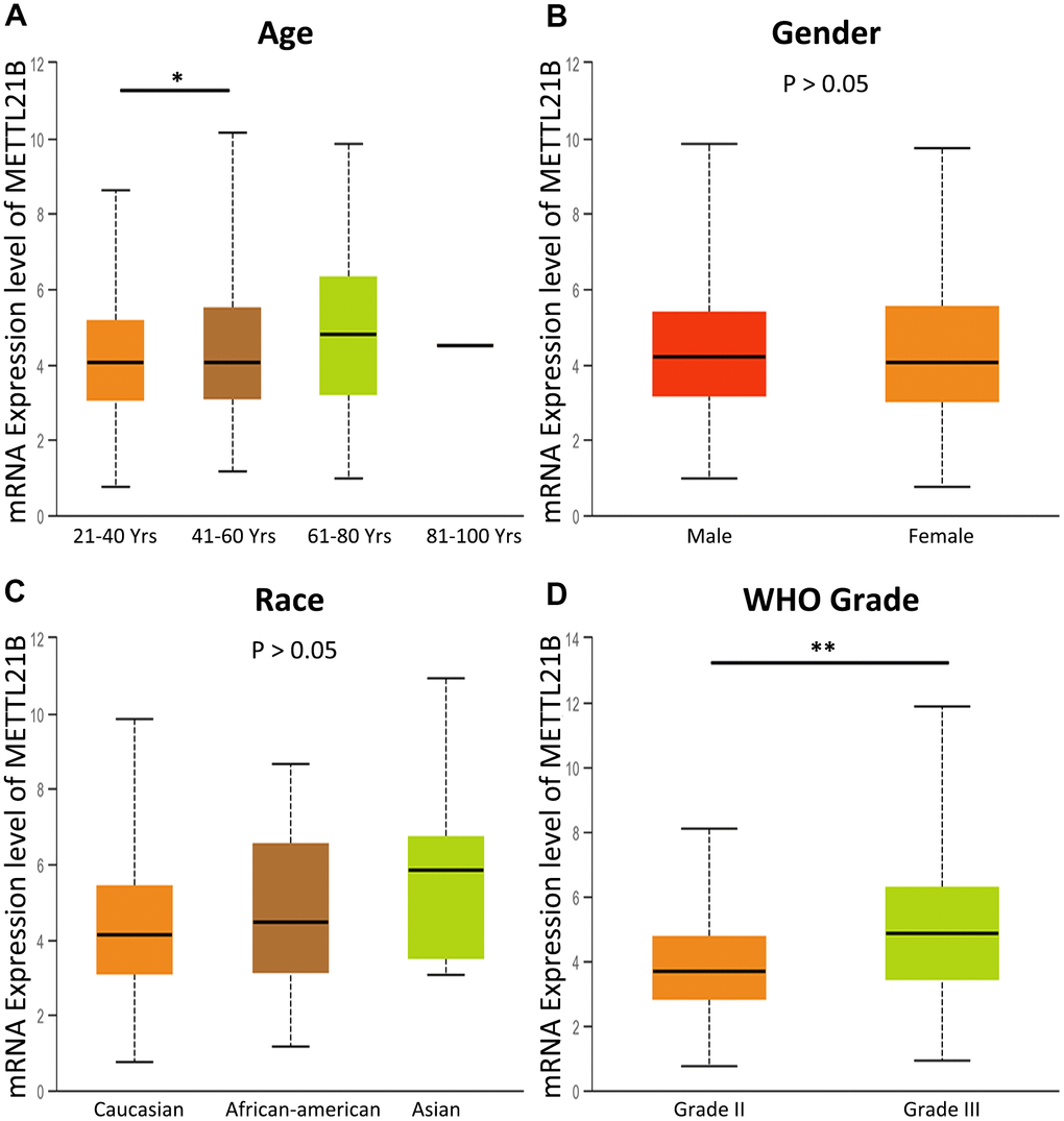 The association between METTL21B expression and clinical features. (A) age; (B) gender; (C) race; (D) WHO grade. *P