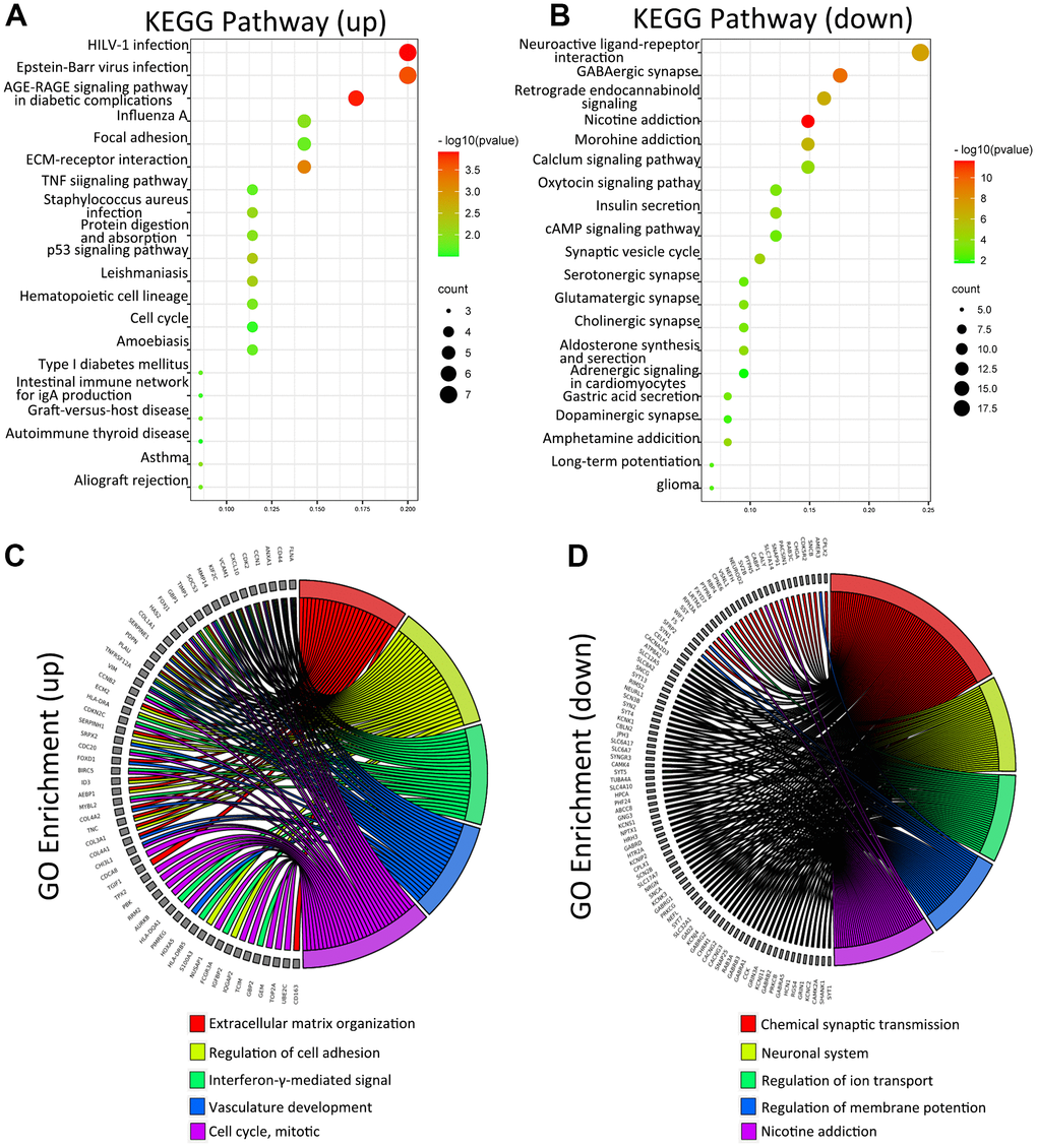 KEGG and GO analysis of DEGs between low and high METTL21B expression groups. KEGG analysis of DEGs (A, B); GO analysis of DEGs (C, D).