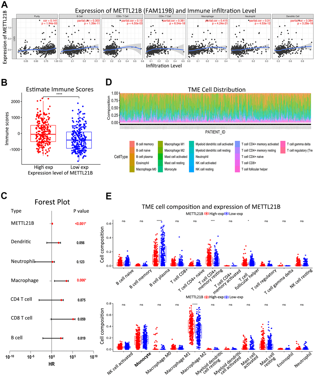 Association between METTL21B and immune infiltration. (A) Infiltration levels of all six immune cell types were significantly positively correlated with expression of METTL21B in LGG by TIMER. (B) Immune scores between low and high METTL21B expression group. (C) Multivariate Cox model for infiltration of six immune cell types and METTL21B expression. (D) Distribution of 22 subtypes of immune cells in all TCGA-LGG samples. (E) Infiltration levels of 22 subtypes of immune cells between low and high METTL21B expression group in LGG. *P