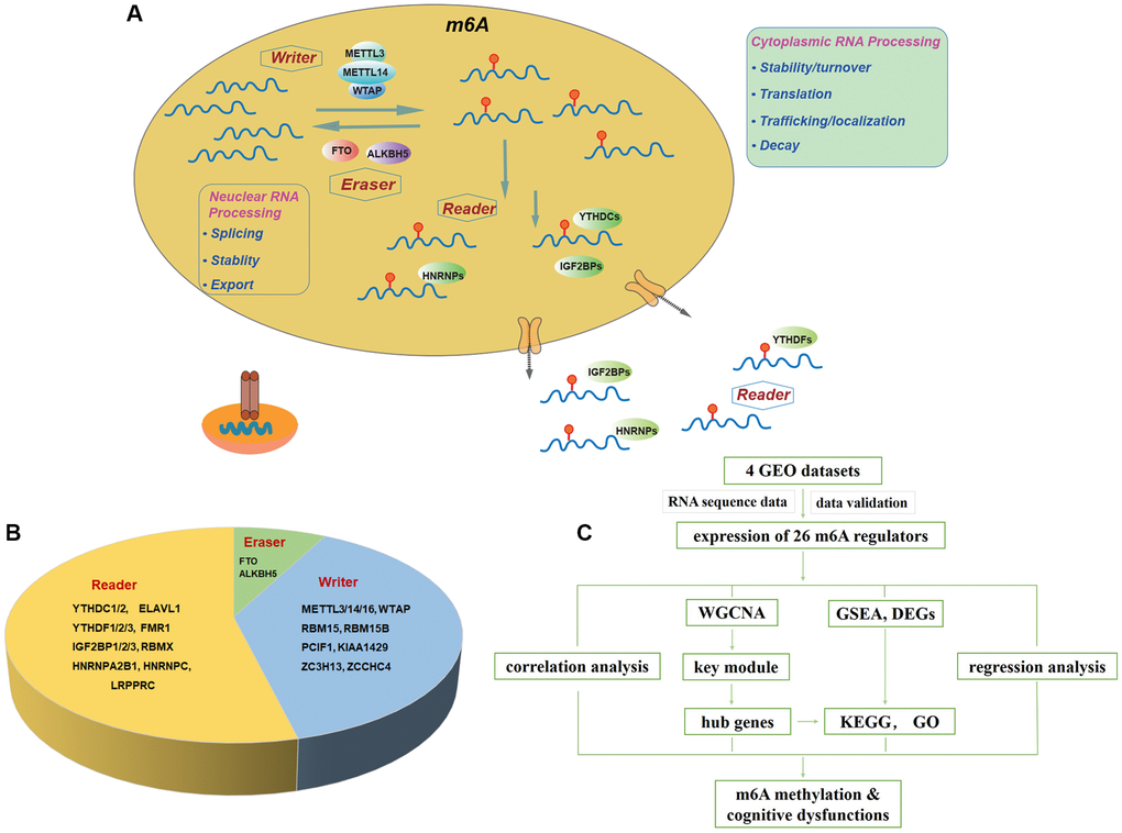 Landscape of included m6A regulators. (A) Overview of dynamic biological processes of m6A RNA methylation mediated by “writers”, “erasers” and “readers” in nucleus and cytoplasm. (B) Distribution of “writers”, “erasers” and “readers” among included 26 m6A regulators. (C) Workflow of the study design. Abbreviations: GEO: Gene Expression Omnibus; WGCNA: Weighted Gene Co-expression Network Analysis; GSEA: Gene Set Enrichment Analysis; DEGs: differentially expressed genes; KEGG: Kyoto Encyclopedia of Genes and Genomes; GO: Gene Ontology.