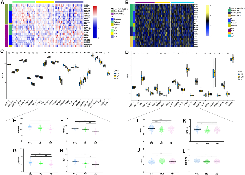 Mutation frequency distribution of m6A regulators across different groups in brain and blood samples. (A) Unsupervised clustering of 26 m6A regulators in GSE122063, annotated according to cognitive statues. Red represented high expression of regulators and blue represented low expression. (B) Unsupervised clustering of 26 m6A regulators in GSE63060 and GSE636061, annotated according to cognitive statues. Yellow represented high expression of regulators and blue represented low expression. (C–D) The expression profiles of 26 m6A regulators in brain and blood samples. (E–L) Box plots showing representative expression differences between CTL, VD and AD from brain sample, or between CTL, MCI and AD from blood sample. *p **p ***p ****p 