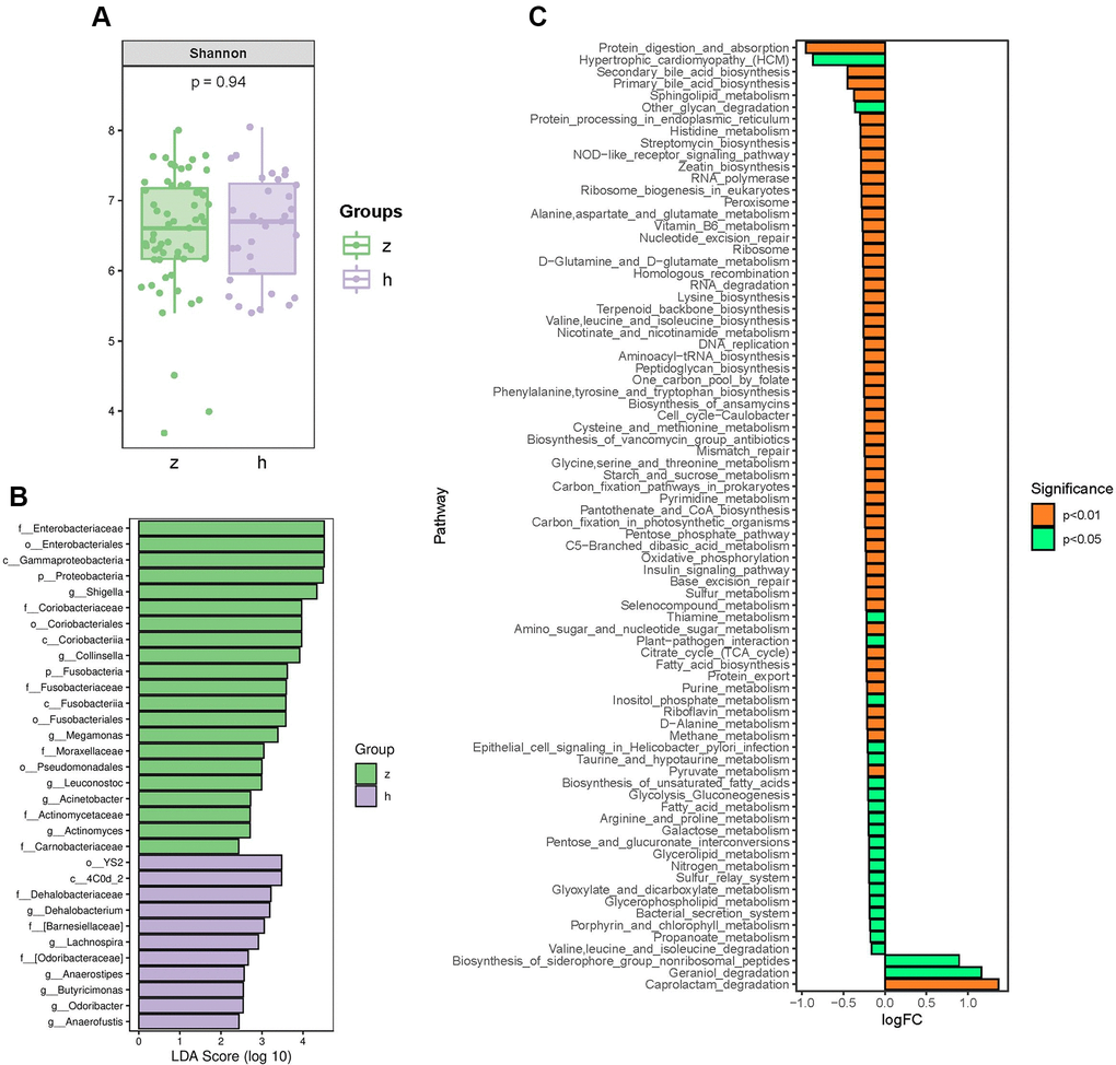 Analysis of bacterial community structure by 16S rRNA sequencing. (A) Alpha diversity analysis of gut microbiome in control and NHS stool samples. (B) LefSe analysis of gut microbiota composition in NHS. (C) KEGG pathway analysis of differentially abundant gut microbiota between control and NHS; h: control group; z: NHS group.