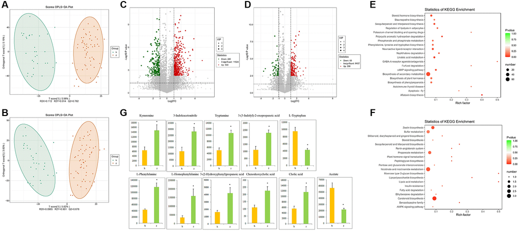 Fecal metabolomics analysis. (A) OPLS-DA score plots in positive ion mode. (B) OPLS-DA score plots in negative ion mode. (C) Differentially regulated metabolites in positive ion mode. (D) Differentially regulated metabolites in negative ion mode. (E–F) KEGG pathway analysis of differentially expressed metabolites in positive and negative ion modes. (G) Representative differential metabolites. Data are mean ± SE; h: control group; z: NHS group; *P 